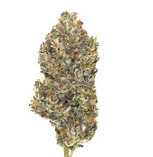 RITUAL GREENS BLUE PAVE 7G