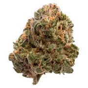 FIGR GARLIC TRUFFLE 3.5G