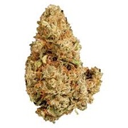 VERSUS PURPLE AFGHANI 28G